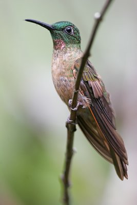 Fawn-breasted brilliant
