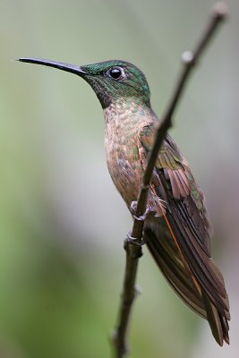 Fawn-breasted Brilliant