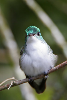 Andean Emerald