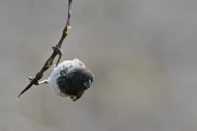 Small Tree Finch (Punta Cormorant, Floreana)