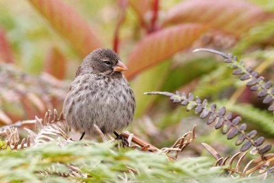 Small Ground Finch (Highlands, Santa Cruz)