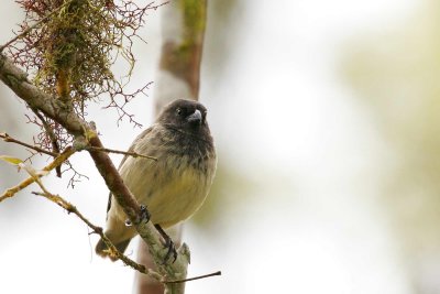 Small Tree Finch (Highlands, Santa Cruz)