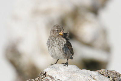 Small Ground Finch (Tortuga Bay, Santa Cruz)