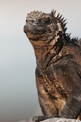 Galapagos Marine Iguanas