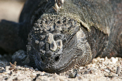 Galapagos Marine Iguana (Tortuga Bay, Santa Cruz)