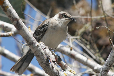 Galapagos Mockingbird (Santa Cruz)