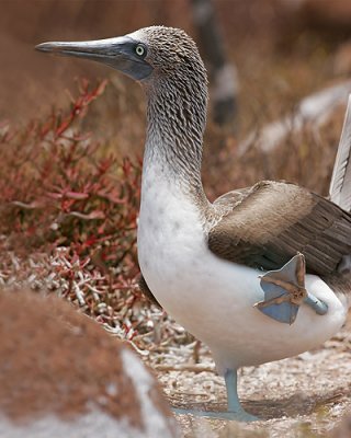 Blue-footed Booby (North Seymour)