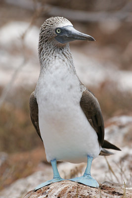 Blue-footed Booby (North Seymour)