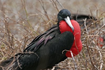 Galapagos Frigatebirds
