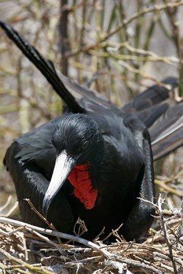 Great Frigatebird (North Seymour)