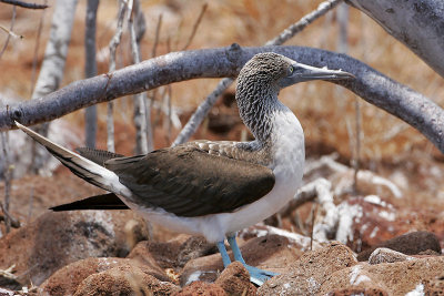 Blue-footed Booby (North Seymour)