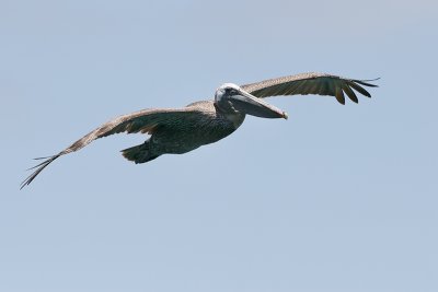 Brown Pelican (North Seymour)