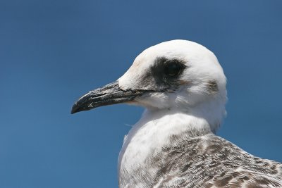 Swallow-tailed Gull (North Seymour)