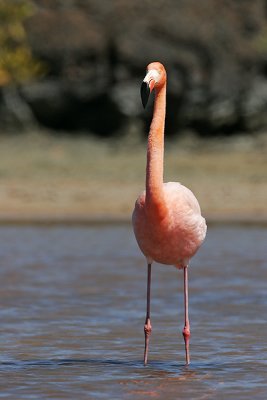 Greater Flamingo (Santa Cruz)