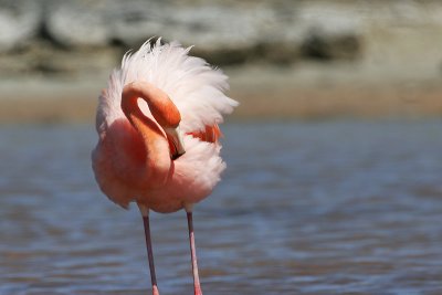 Greater Flamingo (Santa Cruz)