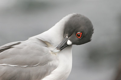 Swallow-tailed Gull (South Plaza)