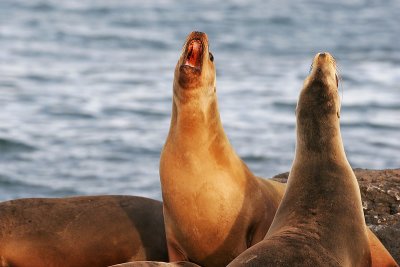 Galapagos Sea Lion (South Plaza)