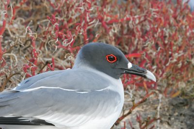 Swallow-tailed Gull (South Plaza)