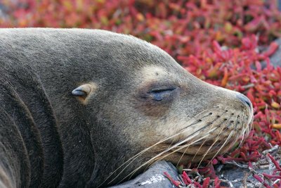 Galapagos Sea Lion (South Plaza)