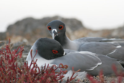 Swallow-tailed Gull (South Plaza)