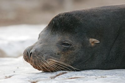 Galapagos Sea Lion (South Plaza)