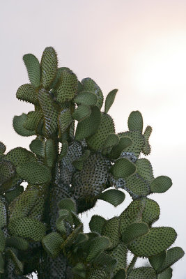 Giant Prickly Pear Opuntia spp (South Plaza)