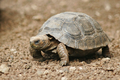 Galapagos Giant Tortoise (captive) (Santa Cruz)