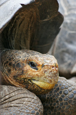 Galapagos Giant Tortoise (captive) (Santa Cruz)