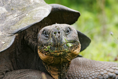 Galapagos Giant Tortoise (Santa Cruz)