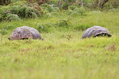 Galapagos Giant Tortoise (Santa Cruz)