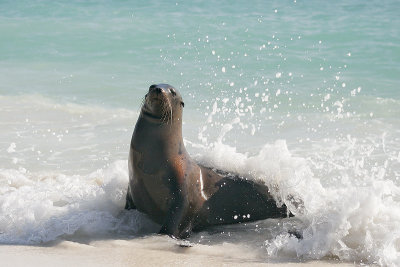 Galapagos Sea Lion (Gardner Bay, Espanola)