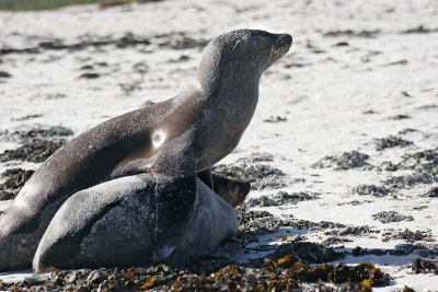 Galapagos Sea Lion (Gardner Bay, Espanola)