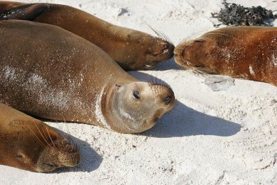 Galapagos Sea Lion (Gardner Bay, Espanola)