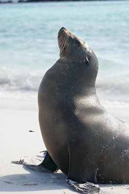 Galapagos Sea Lion (Gardner Bay, Espanola)
