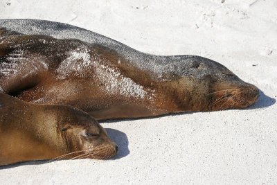 Galapagos Sea Lion (Gardner Bay, Espanola)