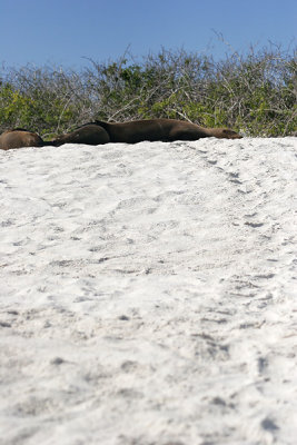 Galapagos Sea Lion (Gardner Bay, Espanola)