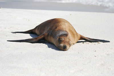 Galapagos Sea Lion (Gardner Bay, Espanola)