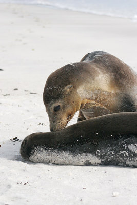 Galapagos Sea Lion (Gardner Bay, Espanola)