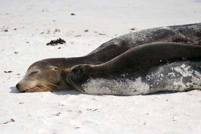 Galapagos Sea Lion (Gardner Bay, Espanola)