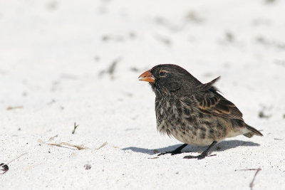 Small Ground Finch (Gardner Bay, Espanola)