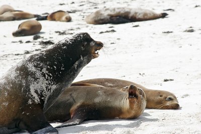 Galapagos Sea Lion (Gardner Bay, Espanola)