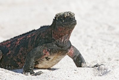Galapagos Marine Iguana (Punta Suarez, Espanola)