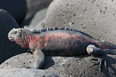 Galapagos Marine Iguana (Punta Suarez, Espanola)