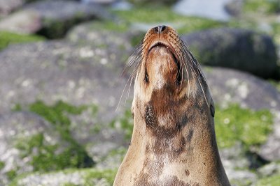 Galapagos Sea Lion (Punta Suarez, Espanola)