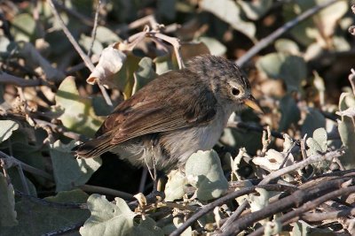 Warbler Finch (Punta Suarez, Espanola)
