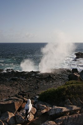 Punta Suarez blowhole (Espanola)