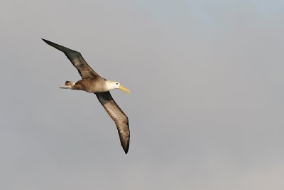 Waved Albatros (Espanola)