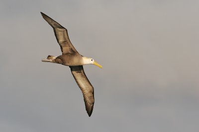 Waved Albatros (Espanola)