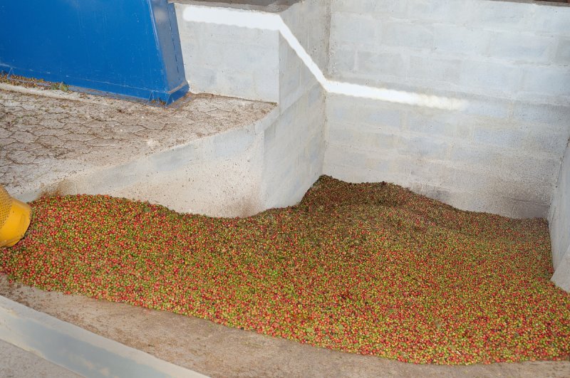 Upload Silo for Dryers w/ Cleaned Cherries