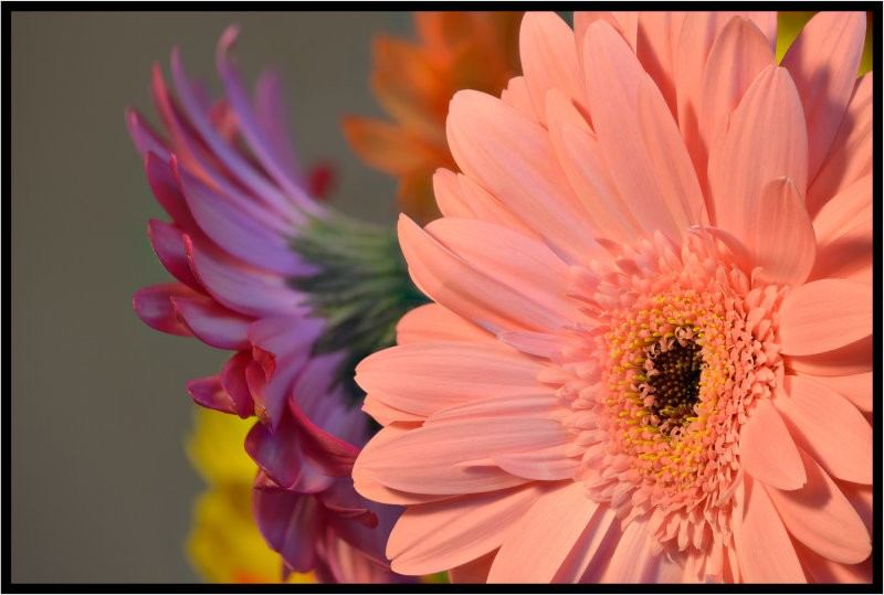 The Gerberas Collection